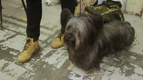 Maestro cariñoso acariciando lindo Skye Terrier en la exposición de perros, el hombre y la amistad animal — Vídeos de Stock