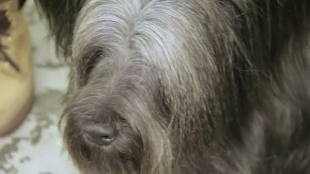 Harige snuit van schattige Skye Terrier hond rondkijken, huisdier verzorgen diensten — Stockvideo