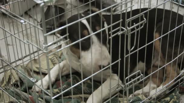 Abandonado y miserable Bull Terrier cachorro esperando a los adoptantes en refugio para perros — Vídeos de Stock
