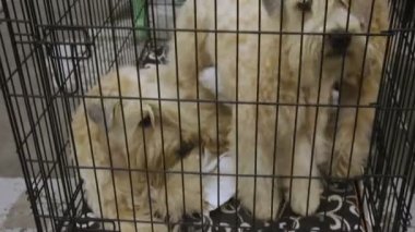 Onların mülkiyet, kuyrukları barınağında dört tekerlekli yük arabası bekliyor şirin evsiz Terrier yavruları