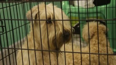 Evde beslenen hayvan köpek kulübesi de kafeste oturan sevimli yumuşak yumuşak - kaplamalı Wheaten Terrier yavruları