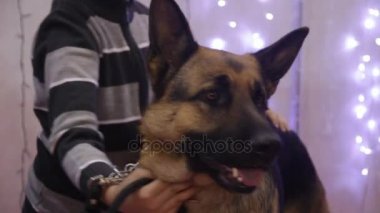 Safkan Alman çoban köpek gösterisinde performans, arama ve kurtarma köpek doğurmak