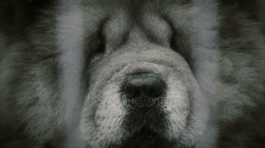Esaret, evde beslenen hayvan barınağında mutsuz hayvan hüzünlü gözleri ile yalnız hasta köpek kilitli