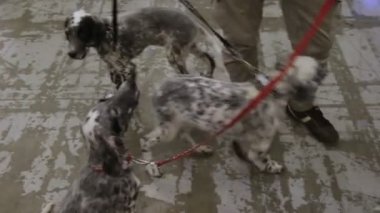 Komik etkin işaretçi yavru köpek tanıtımı için bekleyen kira kontratı üzerinde göster