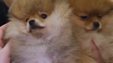 Çok güzel Pomeranian köpek köpek gösterisi merakla etrafa bir kaç