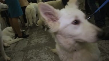 Safkan beyaz çoban üstünde kira kontratı, köpek çeviklik için hazır göstermek, köpek sergi