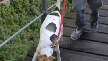 Rehber köpek sahibini erkek onun evde beslenen hayvan ile yürüme merdiven tırmanmaya yardım