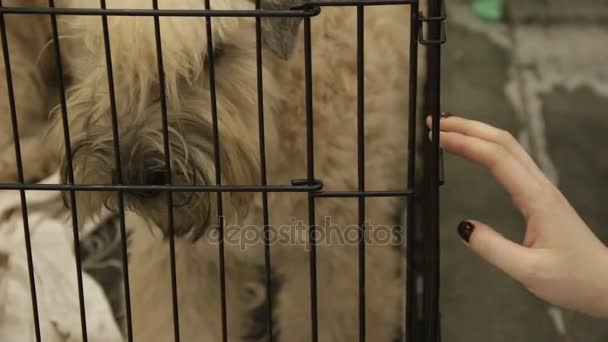 採用により、動物愛護の精神の女性ボランティア選ぶテリア子犬の世話 — ストック動画
