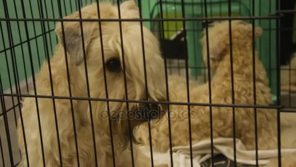 Mishandeld triest honden vlijen in kooi, wachten op prestaties op honden show — Stockvideo