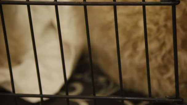 不幸な犬が、養子縁組を待っている孤独な動物の避難所ペットのケージに座って — ストック動画