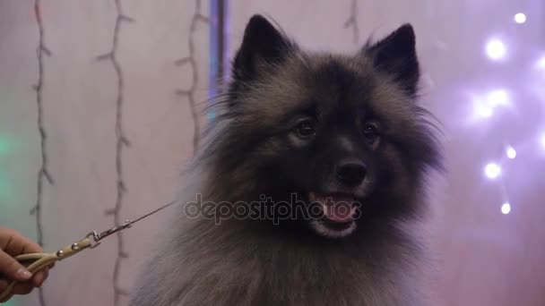 Perro Spitz alemán animado y activo posando en el espectáculo canino con placer, crianza — Vídeos de Stock