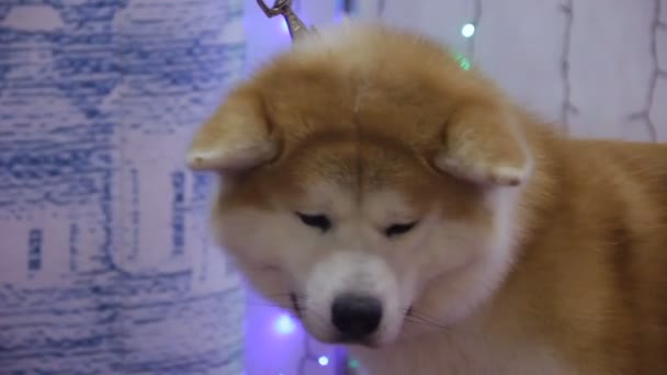 Nervöser shiba inu Hund, der an Hundeausstellung, Tieradoptionsausstellung teilnimmt — Stockvideo