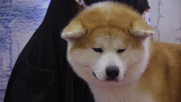 Verängstigter Hund, der Angst vor Frauchen hat, die ihn auf der Zooausstellung verletzt, Tierquälerei, Grausamkeit — Stockvideo