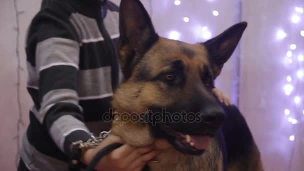 Purebred German Shepherd performing at canine show, search and rescue dog breed — Stock Video