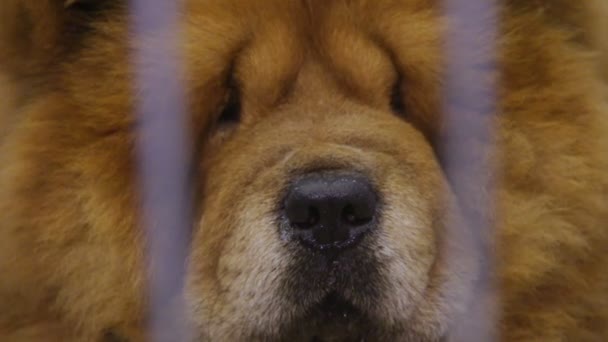 Chow Chow cane museruola primo piano, orgoglioso animale tenuto in cattività al rifugio per animali domestici — Video Stock