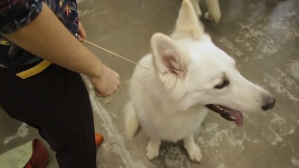 Obedient dog proudly sitting near its master at pet shelter, kindness to animals — Stock Video