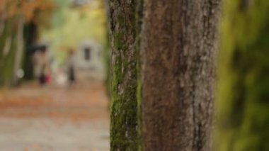 Ağaçları moss ayakta central park, ekoloji ve doğa ile yakın çekim video