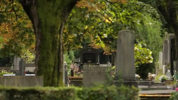 Vecchio albero con muschio in piedi tra le tombe al cimitero di Mirogoj, attrazione — Video Stock