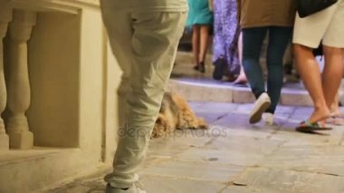 Zavallı hasta sokak köpeği sokağa yalan tarafından yürüyüş ilgisiz insanların kalabalıklar