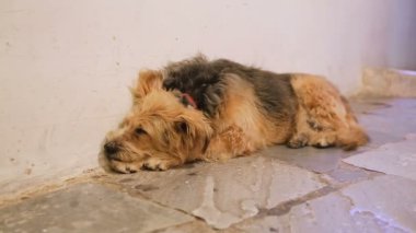 Mutsuz köpek şehir sokakta tek başına, uyku hayvan bekleyen master için ayrılmış