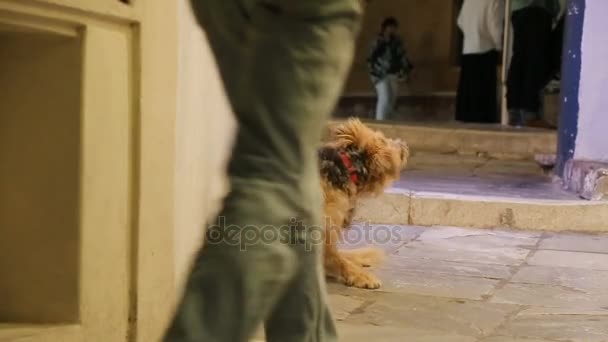 Doente e faminto cão vadio arranhando na rua, animal infeliz sentindo-se sozinho — Vídeo de Stock