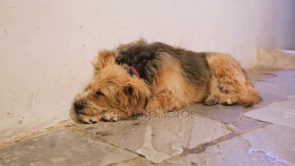 Нещасний собака спить на міській вулиці сам, присвячена тварина чекає господаря — стокове відео