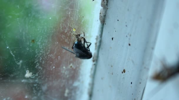 Tiny spider catching promptly fly in its web and eating to survive, food chain — Stock Video