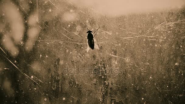 Gadfly op vuile vensterglas op enge spookhuis, dreiging van het vangen van ziekte — Stockvideo