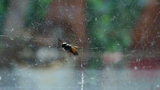 Gadfly vleugels en geur receptoren, zittend op vuile venster van oud huis schoonmaken — Stockvideo