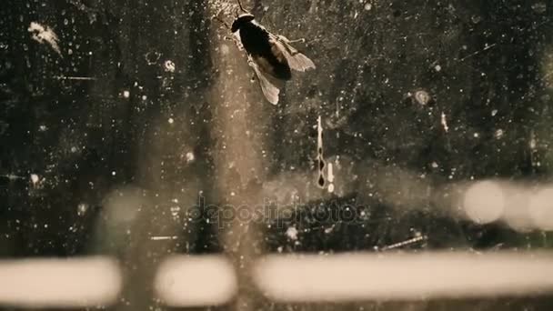 Voler sur la fenêtre sale, endroit insalubre avec des infections, des microbes et des maladies — Video