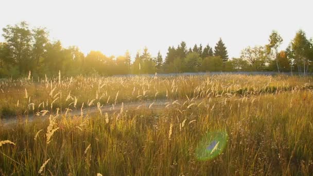 Gouden granen veld die zich uitstrekt langs smalle dorp voetpad, landelijke natuur — Stockvideo