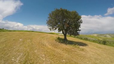 Tarım alanları, tepede duran, havadan görünümü rahatlatıcı yalnız ağaç