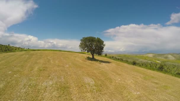 Μοναχικό δέντρο στέκεται πάνω σε λόφο, περιβαλλοντικά προβλήματα, καταστροφή της φύσης — Αρχείο Βίντεο