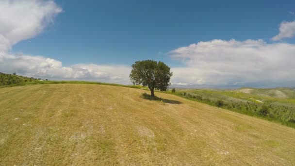 Arbre solitaire debout sur une colline, problèmes environnementaux, destruction de la nature — Video