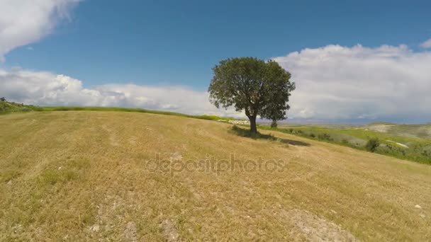 Eenzaam maar sterke boom stijgt boven landbouwgebied, luchtfoto, natuur — Stockvideo