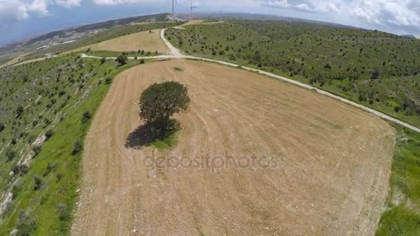 Vue aérienne d'un arbre solitaire dans le champ, symbole de fertilité, étincelle vitale, sagesse — Video