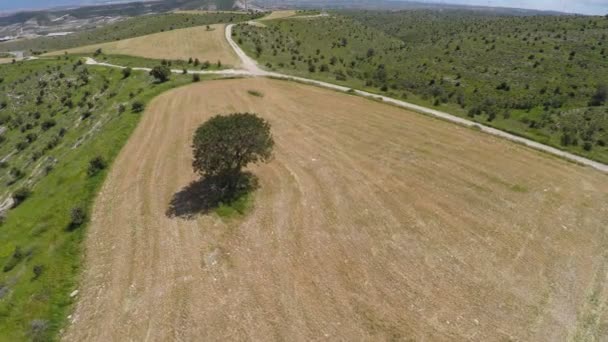 Árbol solitario en el campo agrícola, Influencia de las personas en el medio ambiente — Vídeos de Stock