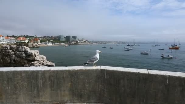 Seagull sitting on pier parapet wall, flying away over harbor to opposite cliff — Stock Video