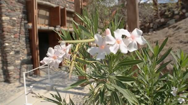 Entrée principale de la colonie Akrotiri excavée, floraison de la plante près de l'entrée — Video