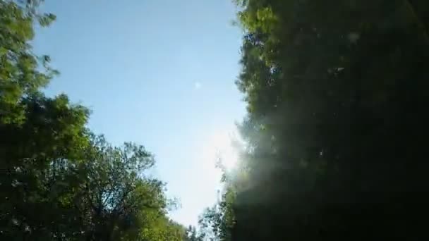 Línea formada por toldos de árbol, sol visto a través de las hojas, vista previa desde el coche en movimiento — Vídeos de Stock
