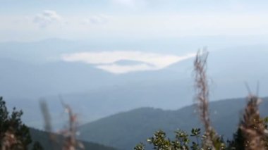 Kalın sis, sisli manzara, sessizlik, doğa üzerinde uçan kuş tepelerde üst kısımları