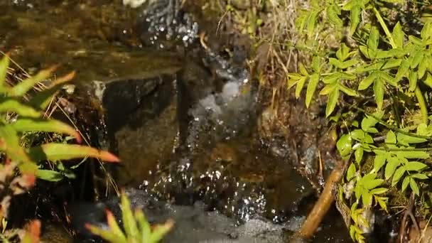 Pequeño arroyo con agua cristalina corriendo dentro de bancos cubiertos de hierba, flores — Vídeos de Stock