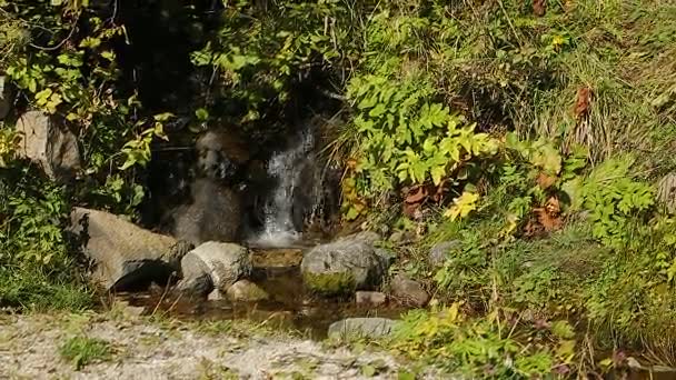 Stroming uitgevoerd in een heuvel bedekt met planten, kristalhelder schoon water, wildernis — Stockvideo