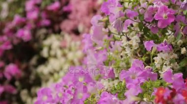 Farklı türleri ve renkleri çiçek çiçek duvar, güzel bir Bahçe, yakın çekim