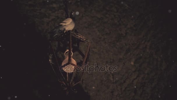Pombo sentado na antiga lâmpada pendurada em casa assombrada, atmosfera mística — Vídeo de Stock