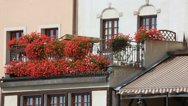 Gyönyörű piros virágok cserépben díszítő erkély lakó épület, ház — Stock videók