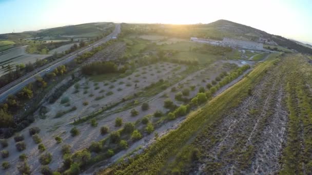 Plantation d'oliviers prêts pour la saison de récolte, production d'huile à Chypre — Video