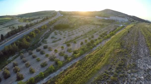 Plantaciones de olivos en la zona rural de Chipre, tráfico activo por carretera, puesta de sol — Vídeo de stock