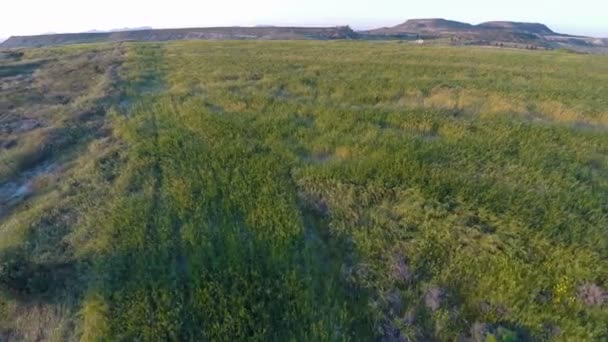 In cima alle colline ricoperte di erba verde lussureggiante, prato fresco per il pascolo, tiro aereo — Video Stock