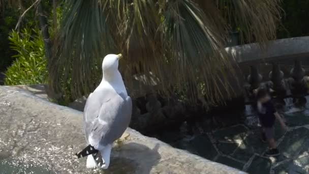 Vista de la gaviota sentada en la fuente y volando lejos, pájaros y naturaleza, lento-mo — Vídeo de stock